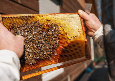 Faszination Honigbiene: Dein Start in die eigene Hobby-Imkerei!