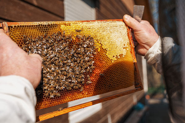 Wabe-web Bienen sitzen dicht gedrängt auf einer von zwei Händen gehaltenen Honigwabe.